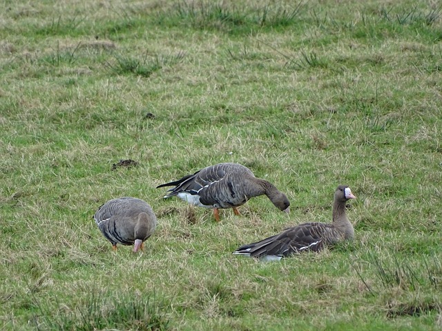 的增加突显 的增加突显