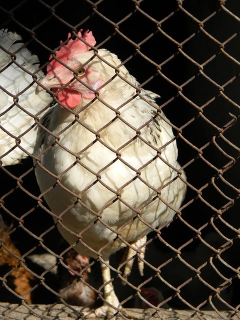 三分球技术 三分球技术