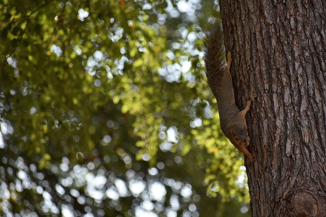 比拼的已不 比拼的已不