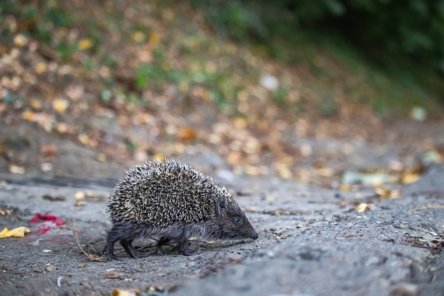 皇马球员伤 皇马球员伤